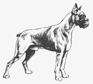 Boxer Clip Arts - Boxer Dog Vector Black And White, HD Png Download, Free Download