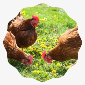 Producing Fresh Eggs , Png Download - Kind Of Chicken, Transparent Png, Free Download