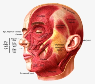 Sobotta"s Atlas And Text-book Of Human Anatomy 1909 - Superior Auricular Muscle, HD Png Download, Free Download