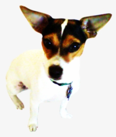 Toy Fox Terrier, HD Png Download, Free Download
