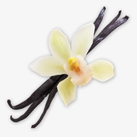 Collection Scent - Vanilla Bean - Artificial Flower, HD Png Download, Free Download