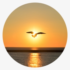 Sea Sunset Bird Flying, HD Png Download, Free Download