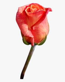 Close Png Transparent - Rose Before Bloom, Png Download, Free Download