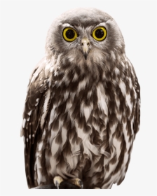 Owl,bird,vertebrate,bird Of Prey,beak,western Screech - Owl Side, HD Png Download, Free Download