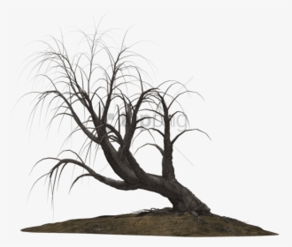 Free Png Download Creepy Trees Png Images Background - Creepy Tree Transparent Background, Png Download, Free Download