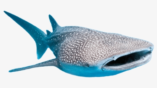 Whale Shark Transparent Background, HD Png Download, Free Download