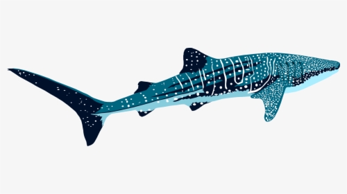 Transparent Whale Shark Png , Png Download - Transparent Whale Shark Png, Png Download, Free Download