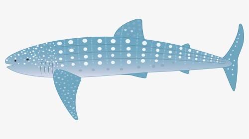 Transparent Whale Shark Png - Whale Shark Animated, Png Download, Free Download