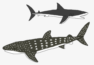 Transparent Whale Gentle - Shark, HD Png Download, Free Download