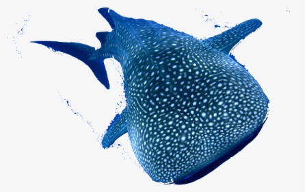 Whale Shark Png, Transparent Png, Free Download