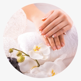 Asset 6-manicure - Moth Orchid, HD Png Download, Free Download
