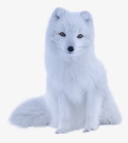 #polarfox #polar #white #fur #fluffy #animal #snowfox - Arctic Fox, HD Png Download, Free Download