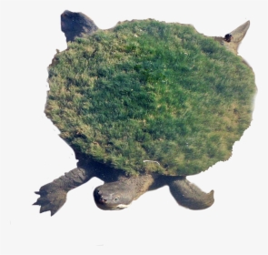 Snapping Turtle Png Transparent Images - Moss Growing On Turtle, Png Download, Free Download
