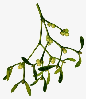 Plant,flora,leaf - Christmas Mistletoe Drawing Png, Transparent Png, Free Download