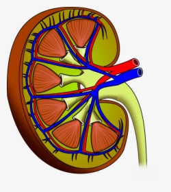File - Kidney - Почки Пнг, HD Png Download, Free Download