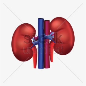 Kidney Png Clipart , Png Download - Human Kidney Vector Png, Transparent Png, Free Download