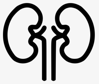 Kidney Organ Health Medical Health Renal Kidnies - Kidney Icon Png, Transparent Png, Free Download