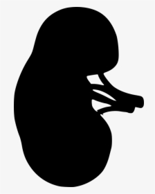 Kidney, The Outline Of The, From The Urinary System - Kidney Black And White, HD Png Download, Free Download