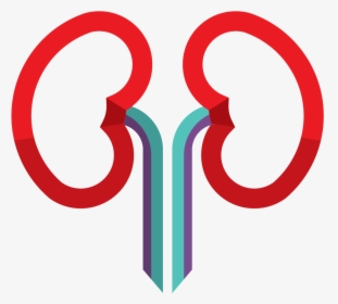 Kidney Icon , Png Download - Circle, Transparent Png, Free Download