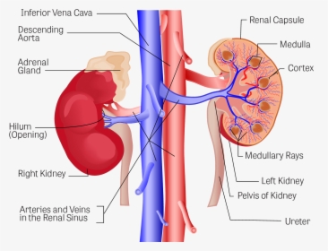 Kidneys Images Png, Transparent Png, Free Download