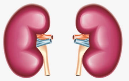 Kidney - Most Sensitive Organ In Our Body, HD Png Download, Free Download