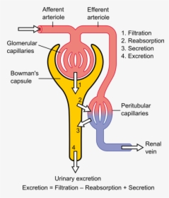 This Diagram Shows The Basic Physiologic Mechanisms - Flow Of Urine Through Nephron, HD Png Download, Free Download