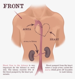 Diagram, HD Png Download, Free Download