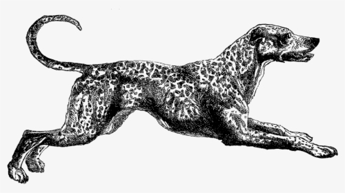 Dog Dalmatian Image - Vintage Drawing Dog Png, Transparent Png, Free Download