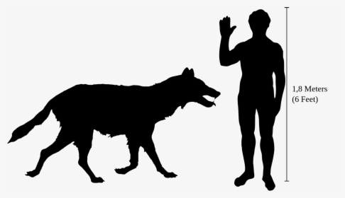 Transparent Dog - Owl Compared To Human, HD Png Download, Free Download