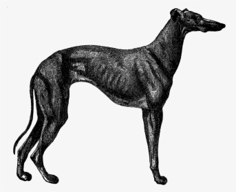 Vintage Greyhound Dog, HD Png Download, Free Download