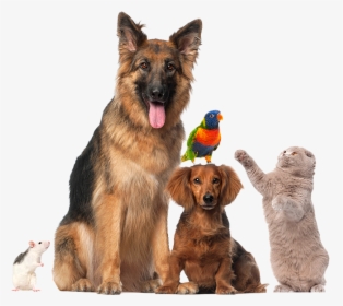 Png Pet, Transparent Png, Free Download