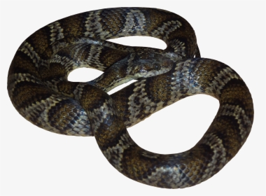 Viper Snake Png Images - High Resolution Snake Png, Transparent Png, Free Download