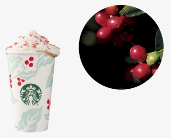 Starbucks Coffee Png, Transparent Png, Free Download