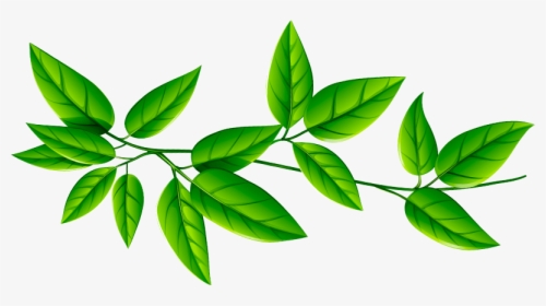 Green Leaves Transparent Background, HD Png Download, Free Download