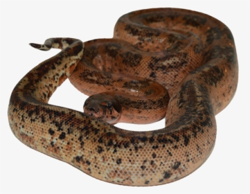 Boa Png Page - Serpent, Transparent Png, Free Download