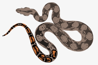 Boa Constrictor Drawing At Getdrawings - Boa Constrictor Draw Png, Transparent Png, Free Download