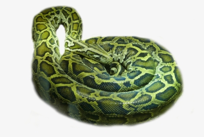 Rattlesnake Boa Constrictor - Serpent, HD Png Download, Free Download