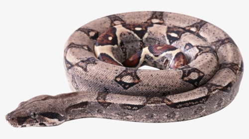 Now You Can Download Snake Icon - Boa Constrictor Transparent Background, HD Png Download, Free Download