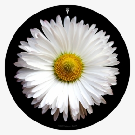 White Daisy Flower Drum Skin For Bass, Snare And Tom - More You Care The More It Hurts Quotes, HD Png Download, Free Download