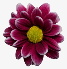 Click To Enlarge Image Purple White Daisy Handsome - Dark Purple Pom Daisies, HD Png Download, Free Download