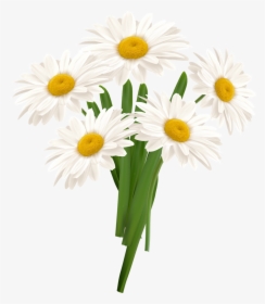 Download White Camomile Png For Designing Use - Chamomile Png Format, Transparent Png, Free Download