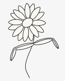 How To Draw Daisy Flower - Draw A Daisy Step By Step, HD Png Download, Free Download
