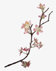 Apple Blossom - Transparent Apple Blossom Flower, HD Png Download, Free Download