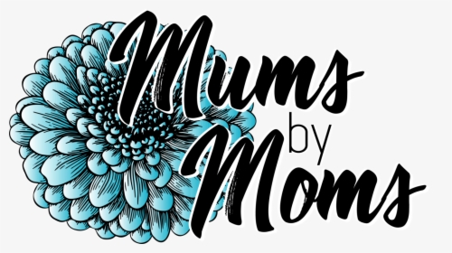Mums By Moms - Chrysanths, HD Png Download, Free Download