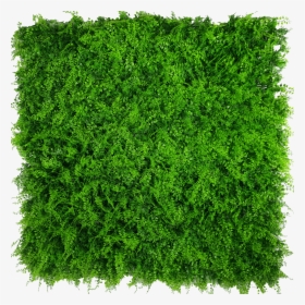 Green Wall Png, Transparent Png, Free Download