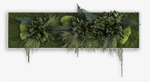 Green Wall Picture With Plants Sized 140 X 40 Cm Natural - Pflanzbild, HD Png Download, Free Download