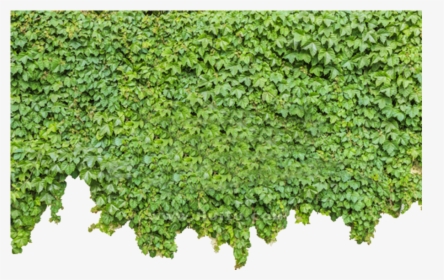 Ivy Wall Png - Ivy On Wall Png, Transparent Png, Free Download