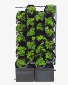 20 Pot Green Wall - Flowerpot, HD Png Download, Free Download