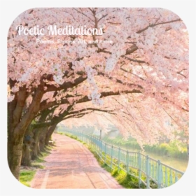 Poetic Meditations - Cherry Blossom Trees, HD Png Download, Free Download
