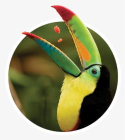 Keel Billed Toucan Eating, HD Png Download, Free Download